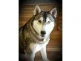 Adopt Axel - Courtesy listing - Seattle Area a Siberian Husky