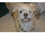 Adopt Daisy a White Shih Tzu  Mixed dog in San Antonio TX (15387