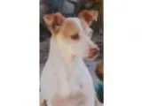 Adopt Georgie a Jack Russell Terrier