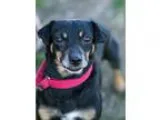 Adopt POTATO CHIP a Jack Russell Terrier  Mixed dog in Methuen M