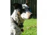 Adopt Nitro a Australian Cattle Dog (Blue Heeler) Jack Russell T