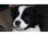Adopt Cookie a Cattle Dog Jack Russell Terrier