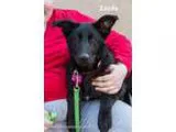 Stunning dobermann puppies for sale