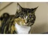 Adopt Katy a Domestic Shorthair  Mixed cat in Kelowna BC (152193