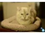 Adopt Blanca a Cream or Ivory (Mostly) Domestic Shorthair (short