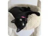 Adopt Blackberrygreat with cats a All Black Domestic Shorthair (