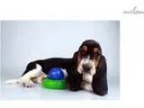 Rudy-WWW.ELITEPUPPIE S.COM (Q012308ELP)