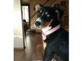 Adopt Abby PUPPY a Labrador Retriever Husky