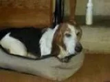 Adopt Bosley a Basset Hound