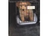 Purebred  male  and female sheperd  puppy