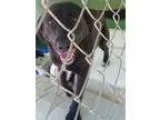 Adopt Anita a Black Retriever (Unknown Type)  Border Collie  Mix