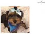 Pacha Cute Yorkie Puppy for Sale Queens NY