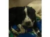 Adopt Benji a Black - with White Labrador Retriever  Mixed dog i