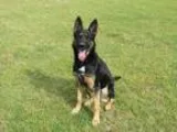 Adopt Alexis a German Shepherd Dog