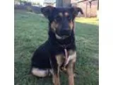 Adopt Paz a German Shepherd Dog