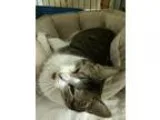 Adopt Detroit Mama a Brown Tabby Domestic Shorthair (short coat)