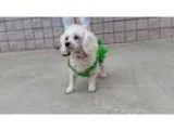 Adopt Snowball a Poodle
