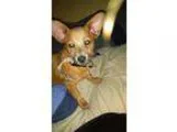 Adopt Bayou a TanYellowFawn Corgi  Jack Russell Terrier  Mixed d