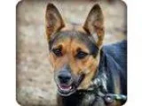Adopt Mia a German Shepherd Dog