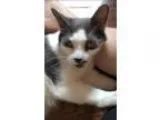 Adopt Angel a White (Mostly) Domestic Shorthair (short coat) cat