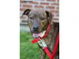 Adopt Diamond a Boxer