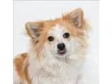 Adopt Teak a Papillon  Mixed dog in San Luis Obispo CA (15402912
