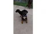 Adopt Turk a Miniature Pinscher Beagle