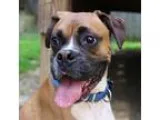 Adopt Shaq a TanYellowFawn - with White Boxer  Mixed dog in Bowi