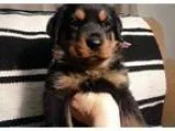 Blameless german rottweiler puppies ready now 400