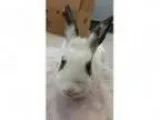 Adopt Back Room a White OtherUnknown Mixed rabbit in Corona C