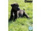Adopt Clover a Shepherd Labrador Retriever