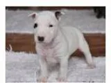 Lovleind Bull Terrier Puppies Available Now