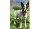 Adopt Brandy - Life of the Party a Australian Cattle Dog (Blue H