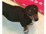 Adopt Darby - FOSTER OR ADOPT a Dachshund