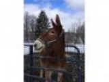 Draft Mule- Auction Rescue