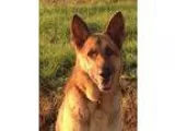 Adopt Samson(CL) a German Shepherd Dog