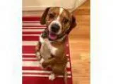 Adopt Fletch a Beagle Basset Hound Mixed dog in Littleton CO (