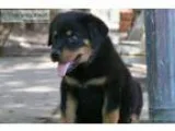 Imported European Rottweiler Puppies No Tail