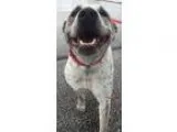 Adopt CALYPSO a Beagle Dachshund