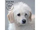 Adopt HONORARY PUPPIES 2 boys 1 girl a Black - with Tan