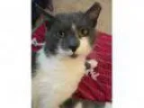 Adopt Don Juan (FCID - WC PetSuppliesPlus) a Gray or B