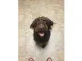 Adopt Hersey a Labrador Retriever Poodle
