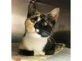 Adopt Fifi a Calico or Dilute Calico Calico  Mixed (short coat) 