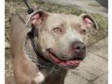 Adopt Napoleon a TanYellowFawn American Staffordshire Terrier  P