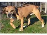 Adopt Jack a BrownChocolate Pug  Beagle  Mixed dog in Huntington