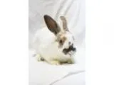 Adopt Augustin a Bunny Rabbit
