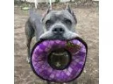 Adopt Spartacus a Cane Corso Mastiff