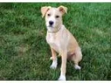 Adopt PUPPY SUNSHINE a TanYellowFawn - with White Labrador Retri