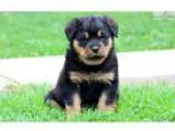 Champ - Rottweiler Male