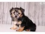 Wally - Male Morkie